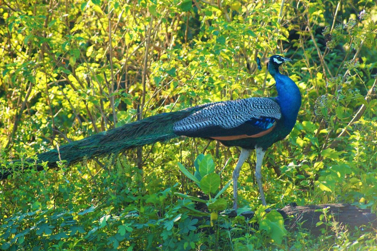 Peacock Riverside Udawalawe Ngoại thất bức ảnh