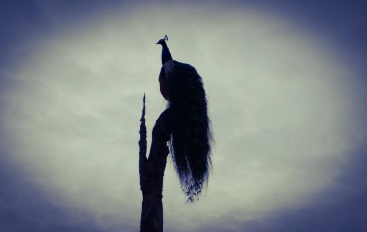 Peacock Riverside Udawalawe Ngoại thất bức ảnh
